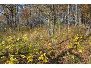 Property photo 8 - 127 Acres Offered in 8 Tracts - Allen & Dekalb County Land